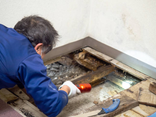 Best Post-Flood Mold Remediation in Warrenvle, IL