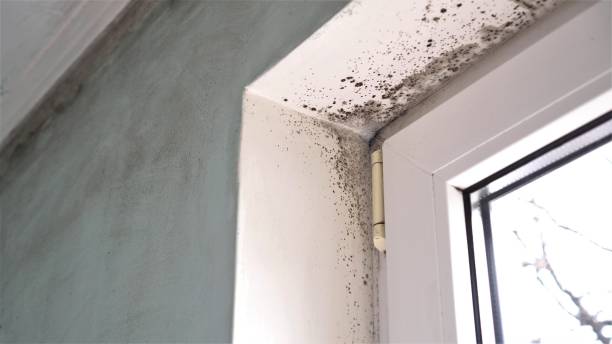 Best Mold Remediation for Specific Building Types in Warrenvle, IL
