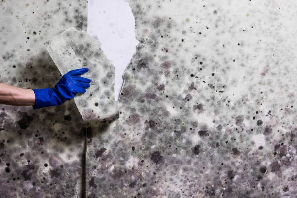 Best Attic Mold Remediation in Warrenvle, IL